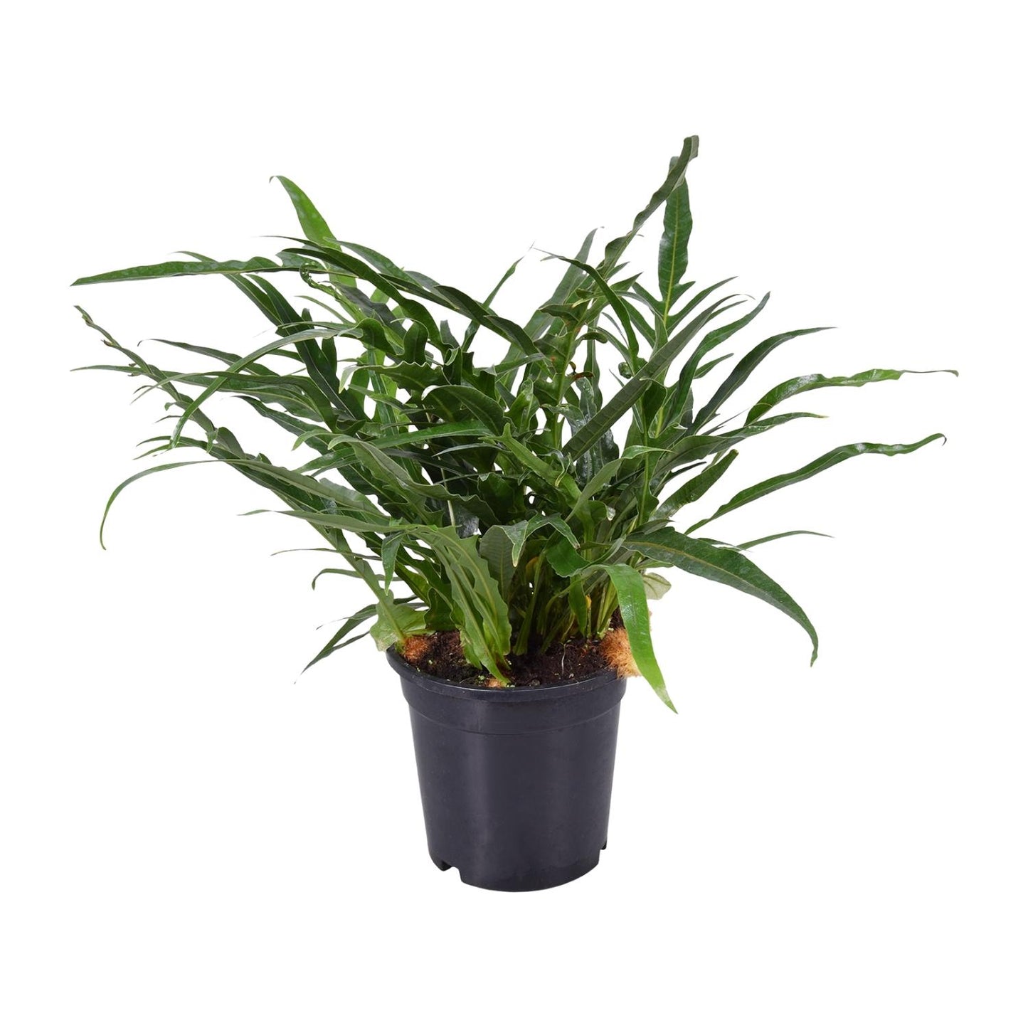 Aglaomorpha Coronans – Santa Rosa Farn Ø17cm, 45cm hoch