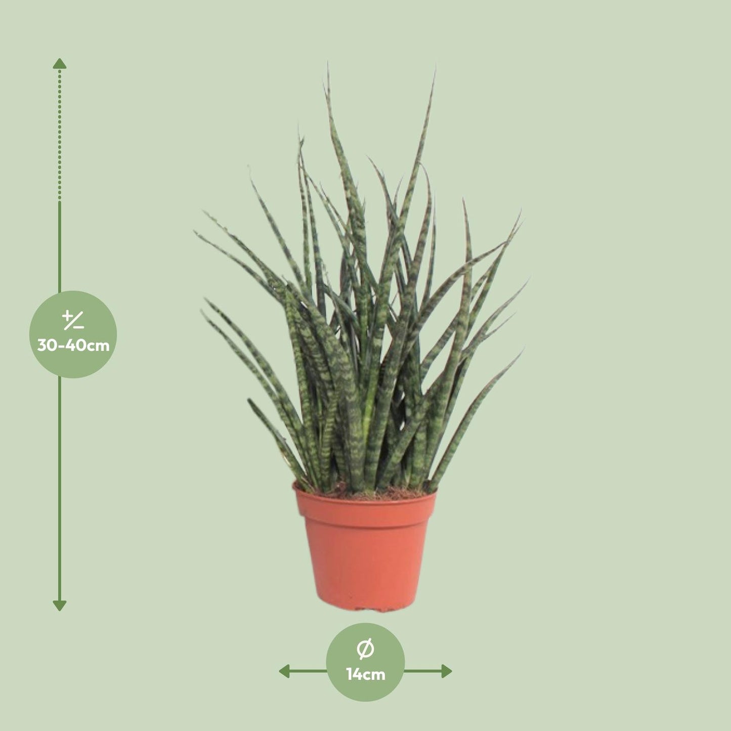 Sansevieria Fernwood Punk – Pflegeleichte Zimmerpflanze Ø12cm