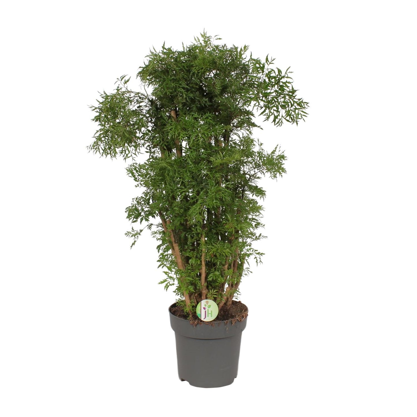 Polyscias Hawaiian – Tropische Zimmerpflanze Ø24cm, 95cm hoch