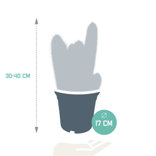 Vatricania Guentheri Säulenkaktus 17 cm – ohne Topf