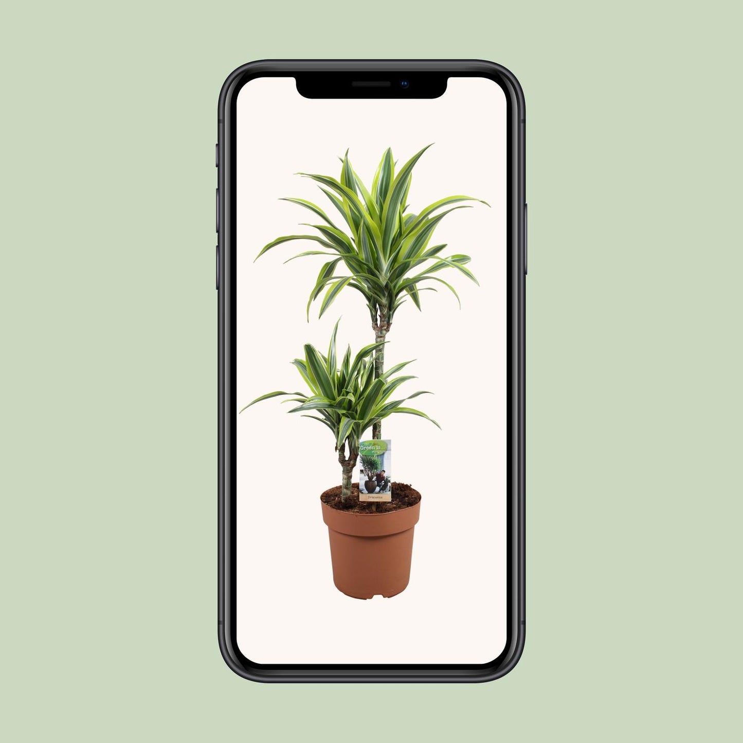Drachenbaum Lemon Lime – 90 cm pflegeleichte Zimmerpflanze