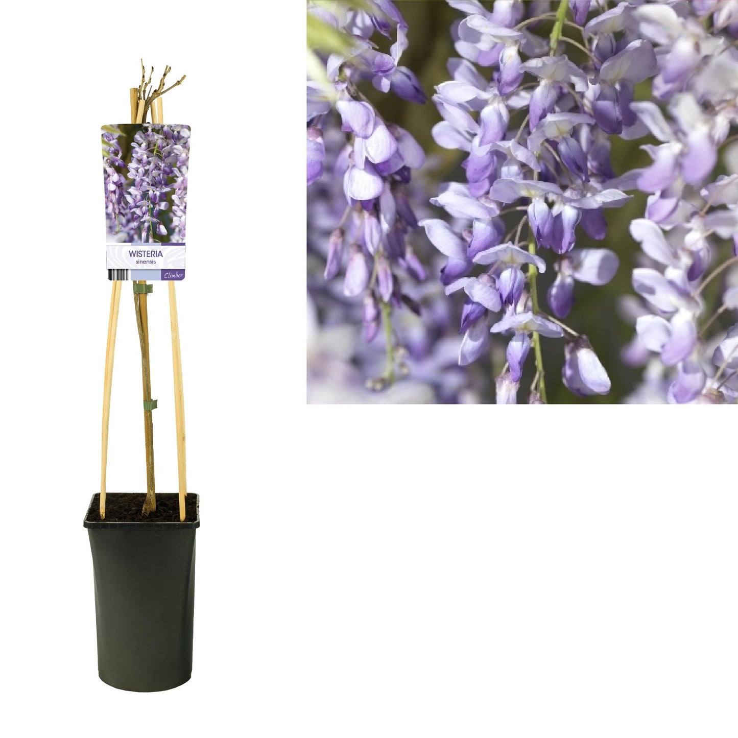 Wisteria Sinensis – Duftender Blauregen Ø17cm, 75cm hoch