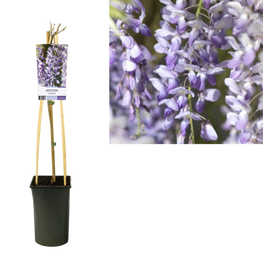 Wisteria Sinensis – Duftender Blauregen Ø17cm, 75cm hoch