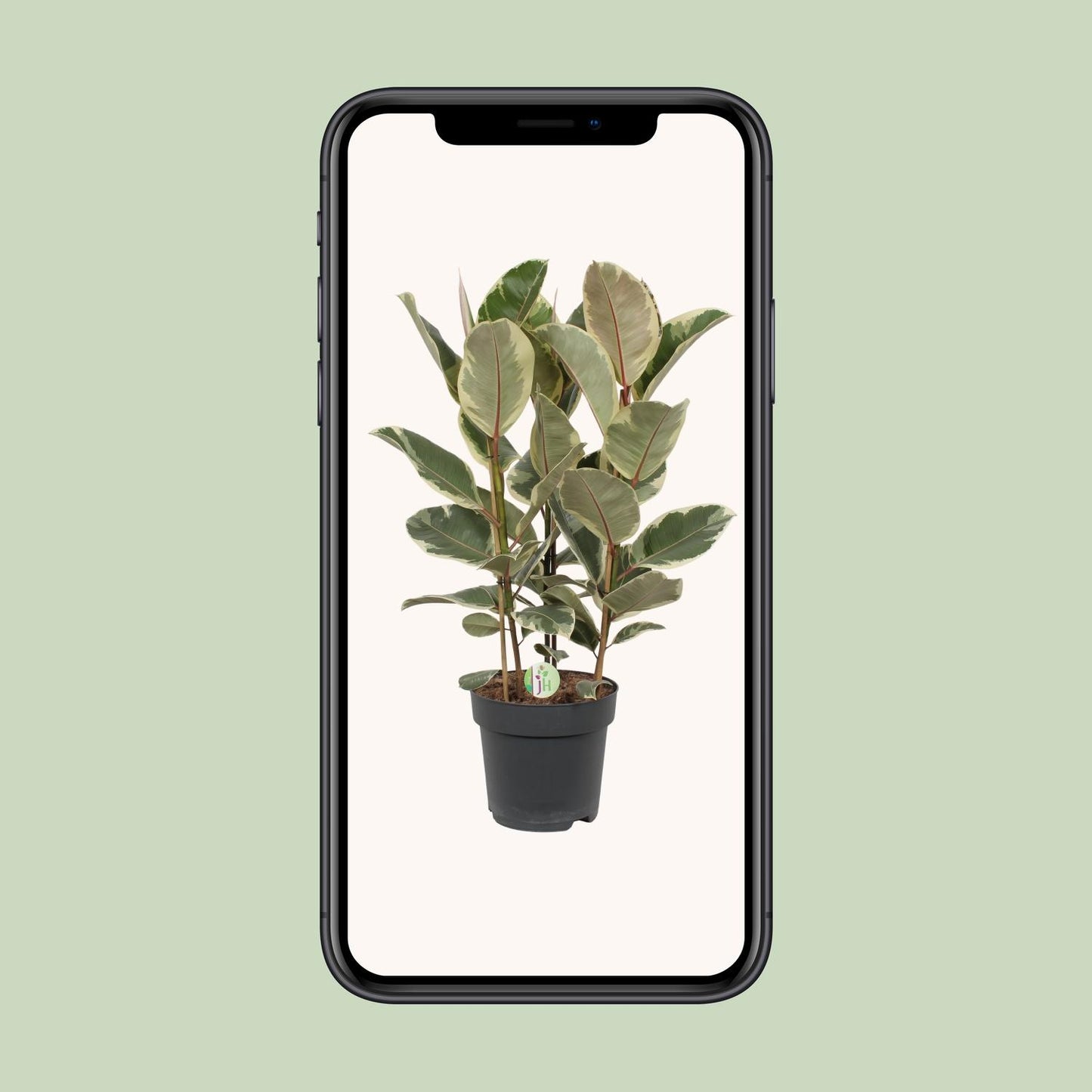 Ficus Tineke – Pflegeleichte Zimmerpflanze Ø27cm