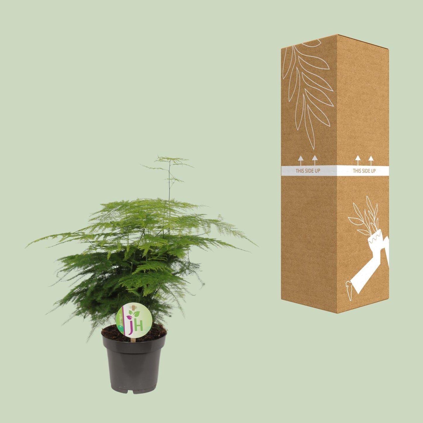 Kletterspargel – pflegeleichte Zimmerpflanze Ø12cm, 35cm hoch