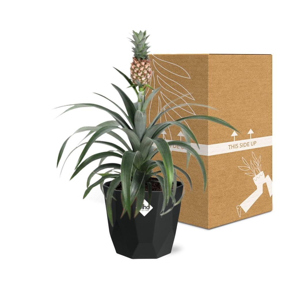 Ananas Mi Amigo – Tropische Zierpflanze 14 cm Topf