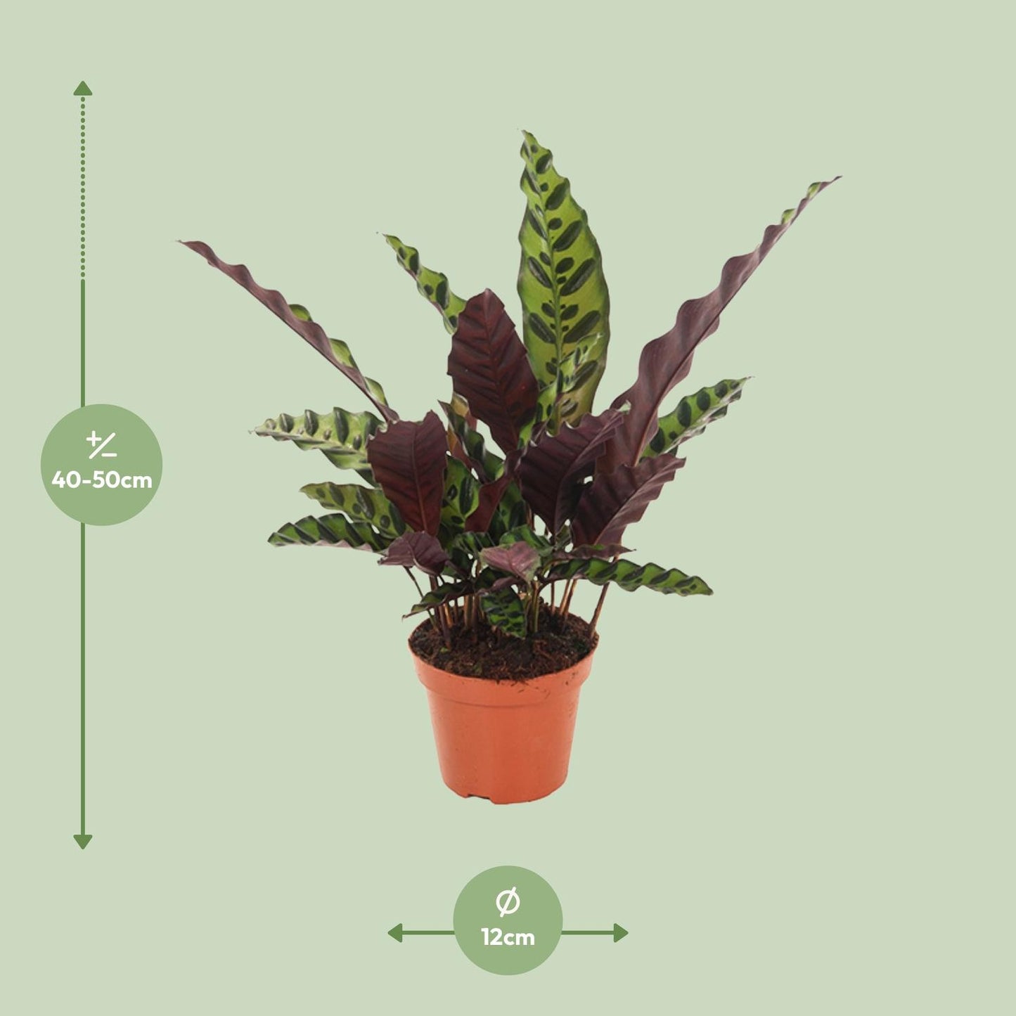 Calathea Insignis – Pflegeleichte Tropische Zimmerpflanze Ø12cm