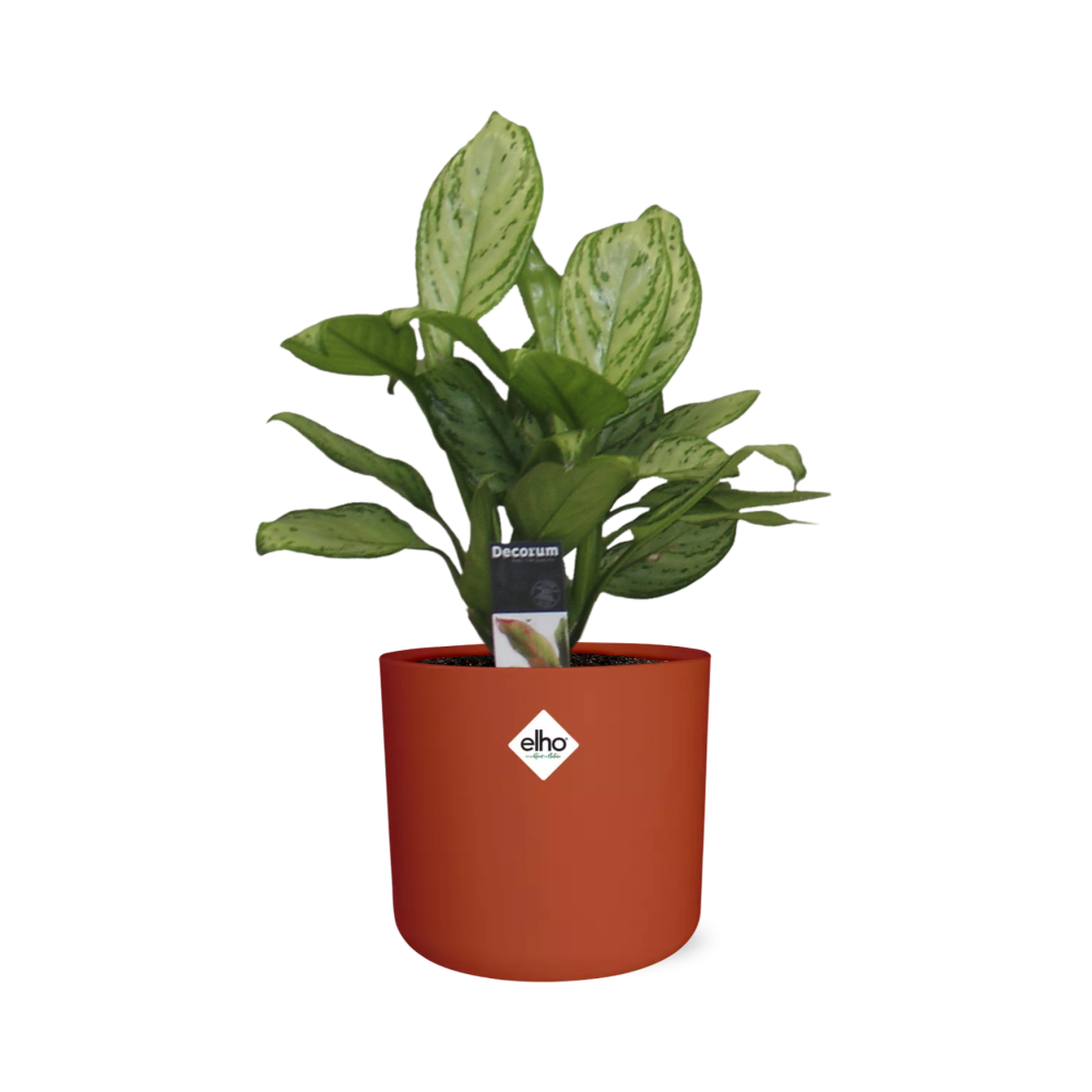 Aglaonema Christina – Luftreinigende Zimmerpflanze im ELHO b.for soft Rond 14cm Brique
