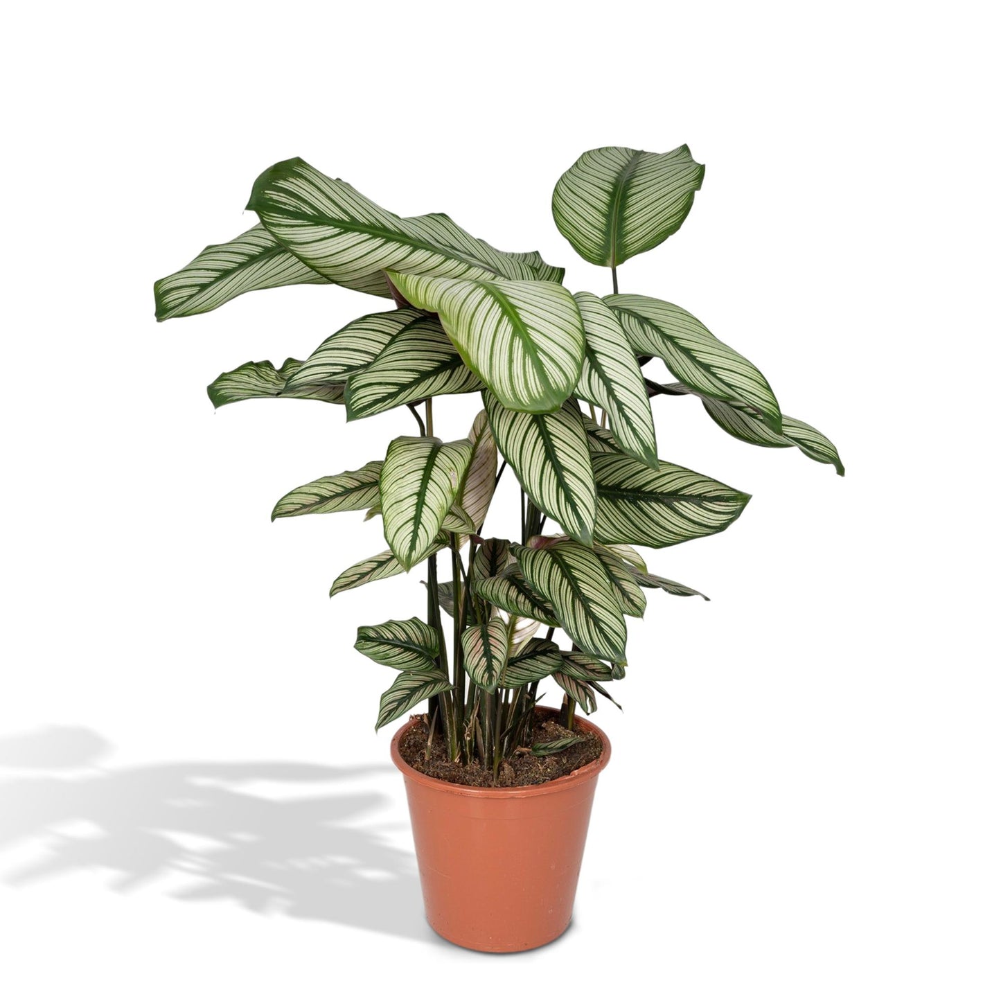 Calathea Whitestar – Pfauenpflanze 50 cm im 19 cm Topf