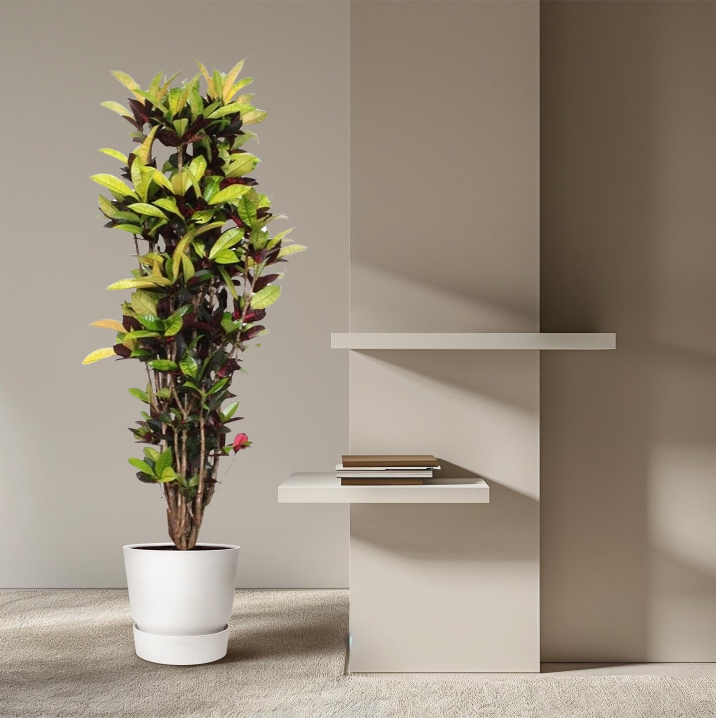 Codiaeum Iceton (Croton) – 190 cm, Ø 45 cm – Bunte Zimmerpflanze