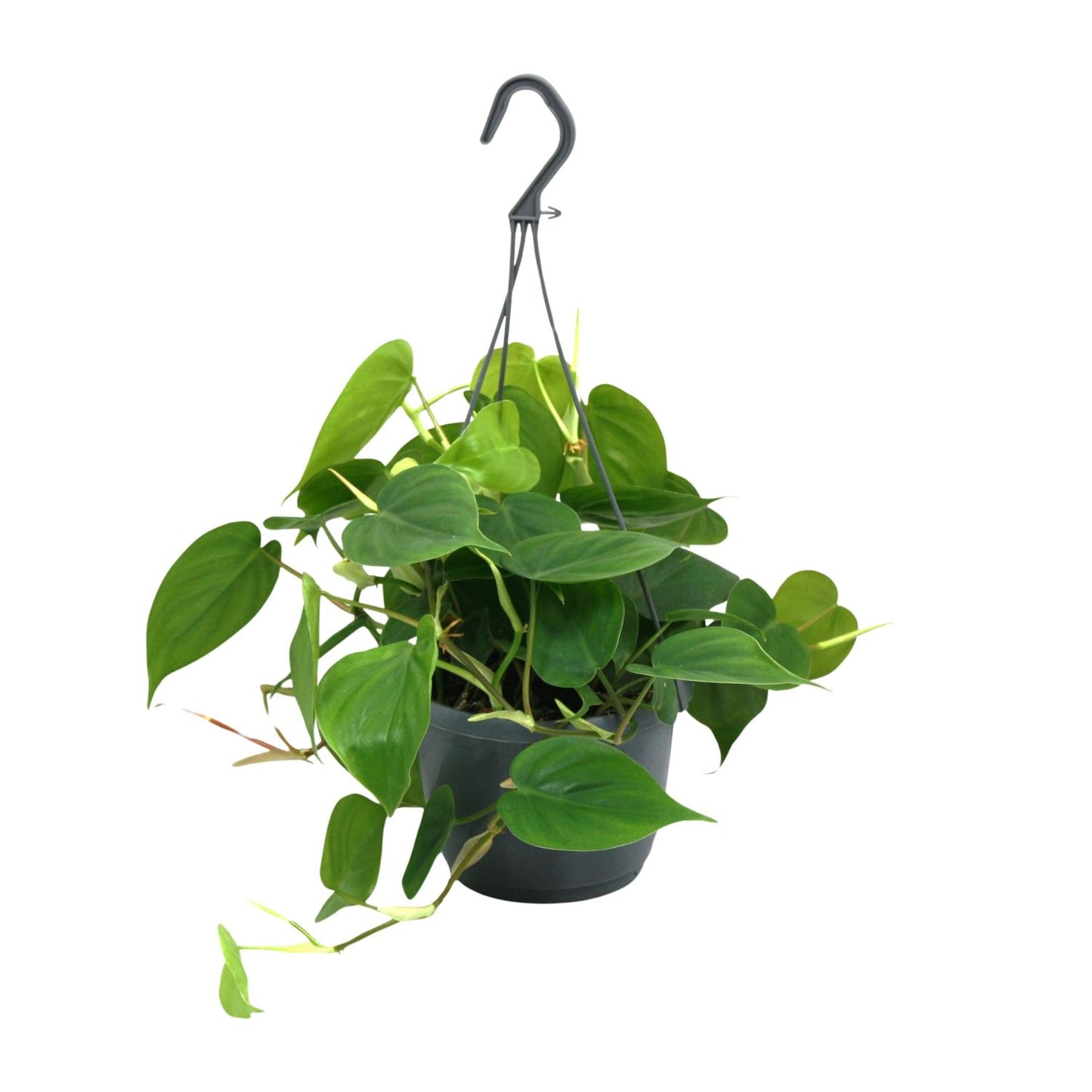 Philodendron Scandens – Pflegeleichte Zimmerpflanze Ø15cm