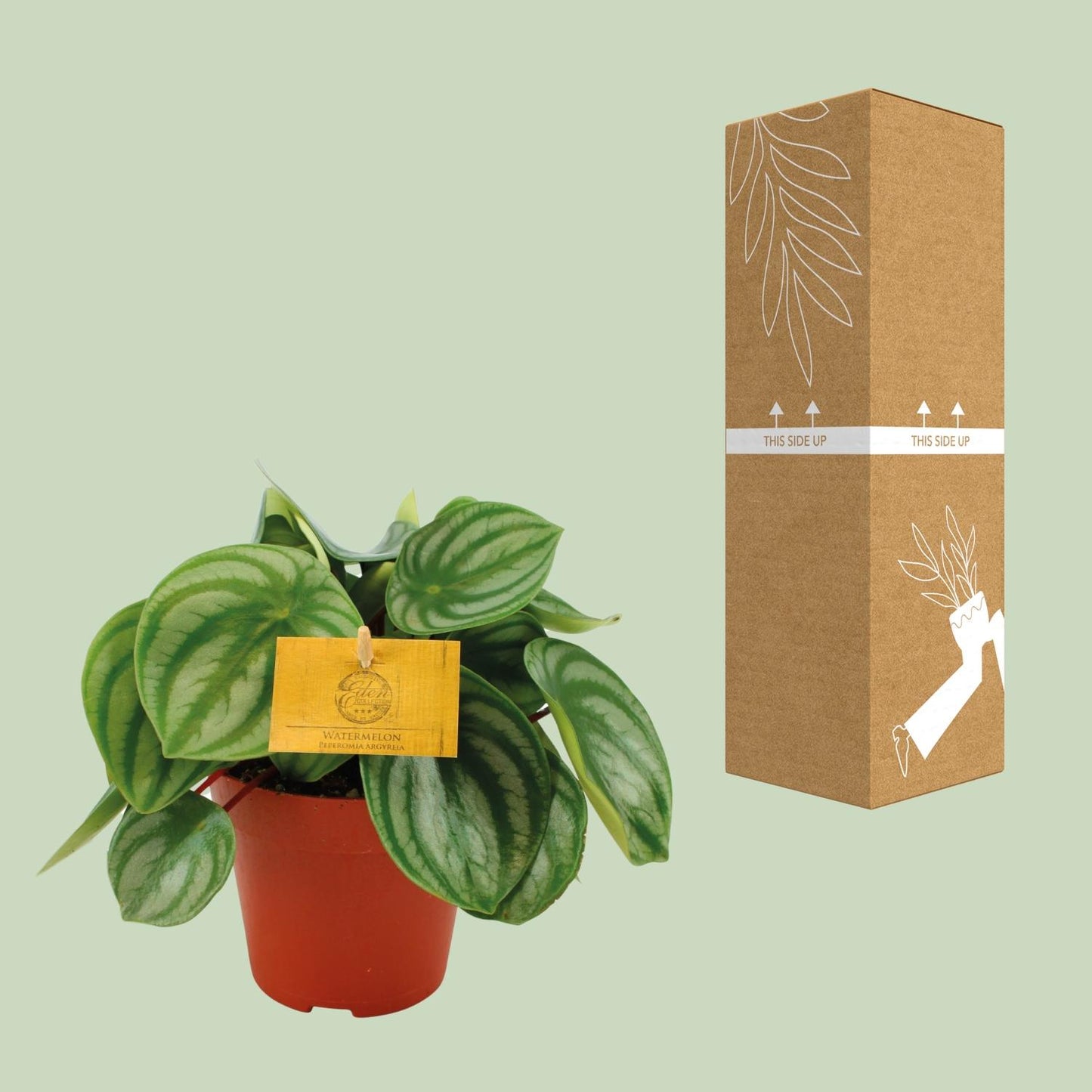 Peperomia Argyreia – Pflegeleichte Zimmerpflanze Ø12cm