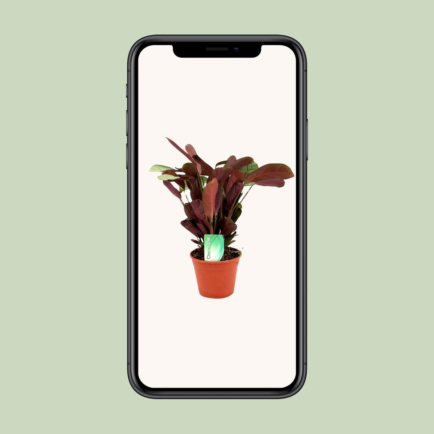 Ctenanthe Amagris – Pflegeleichte Zimmerpflanze Ø14cm