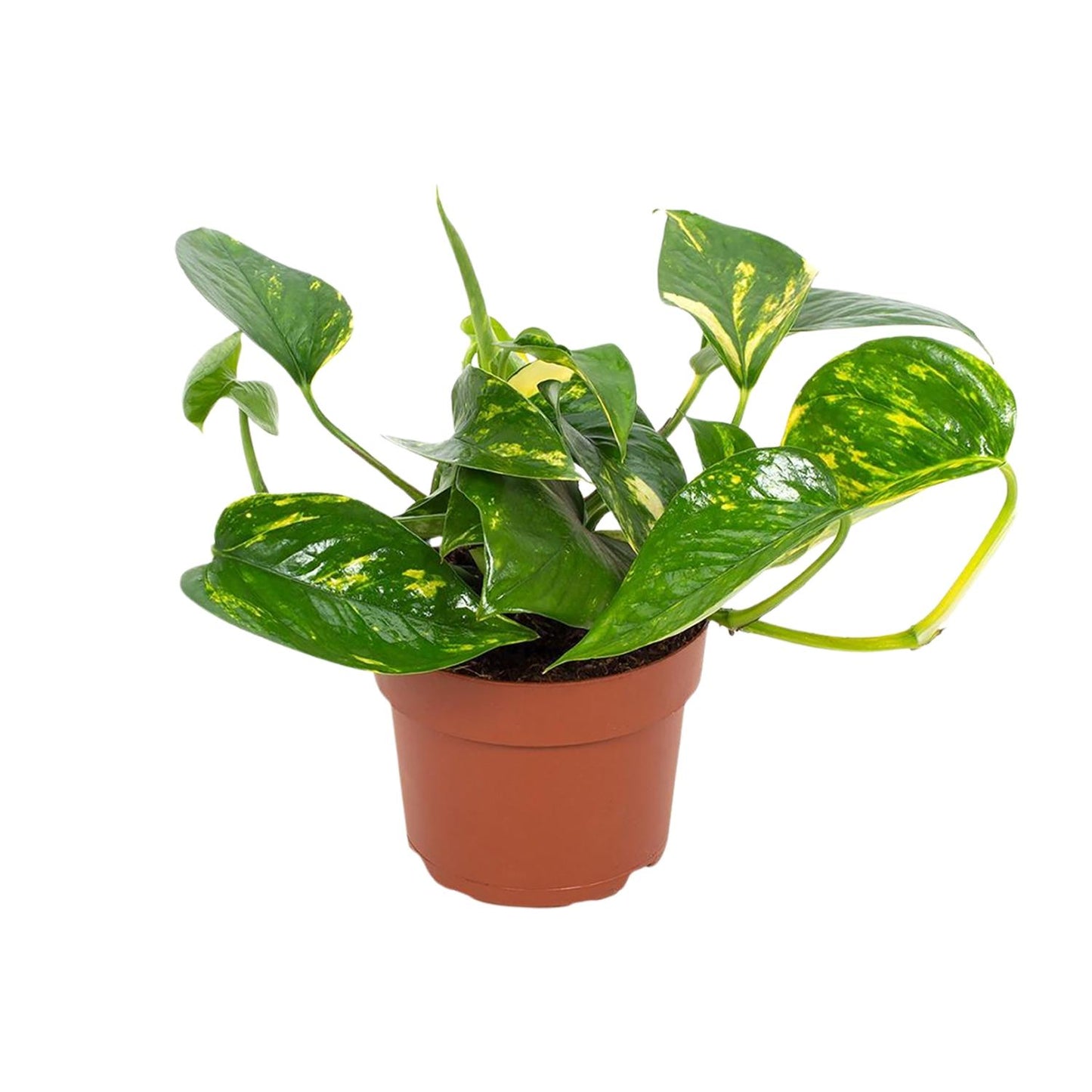 Efeutute 'Hawaiian' Ø12cm – Pflegeleichte Zimmerpflanze