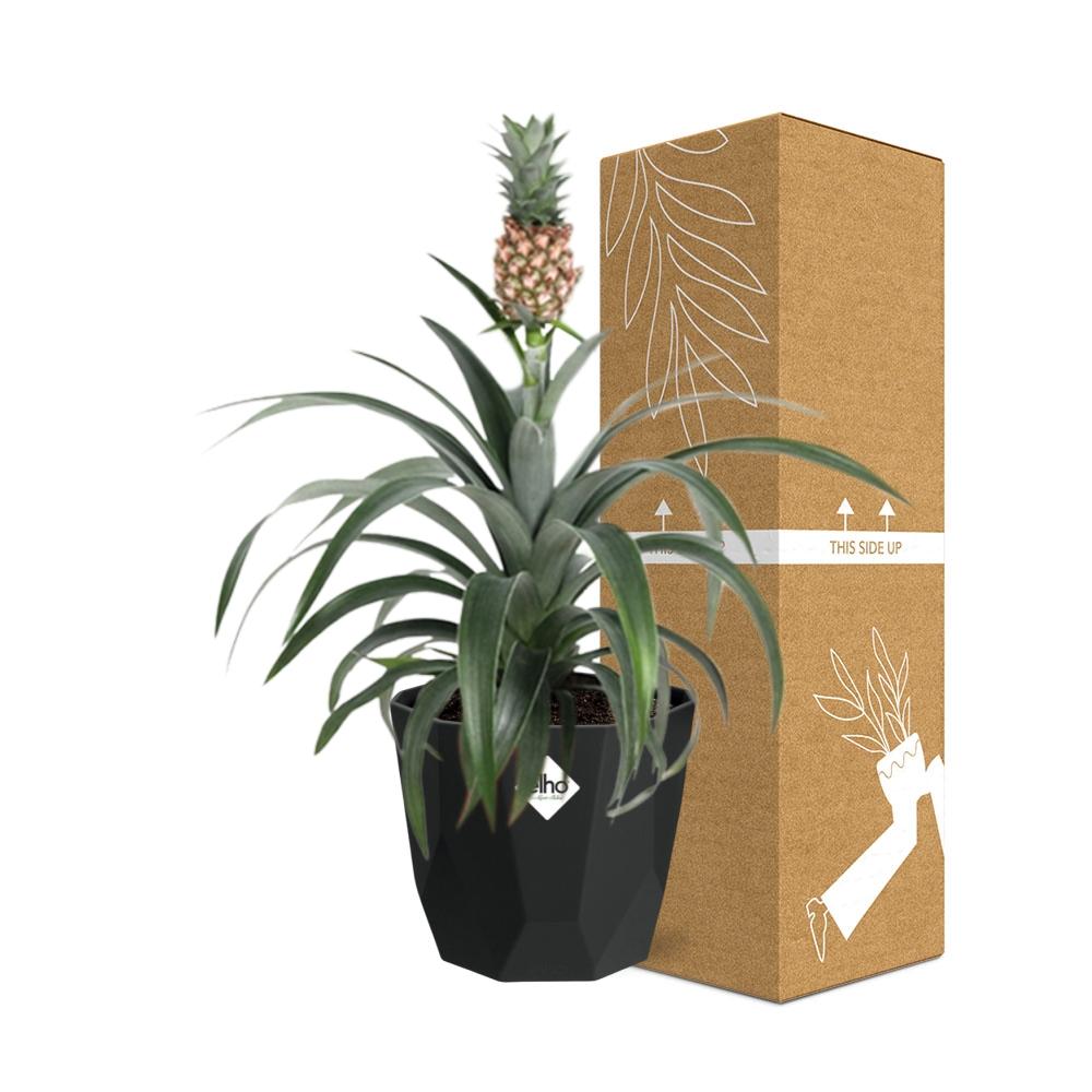 Ananas Mi Amigo – Tropische Zierpflanze 14 cm Topf