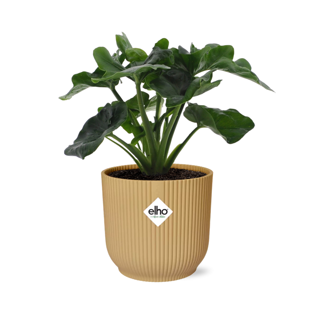 Philodendron Atom in ELHO Vibes Fold 14cm Gelb – Pflegeleicht & Trendpflanze