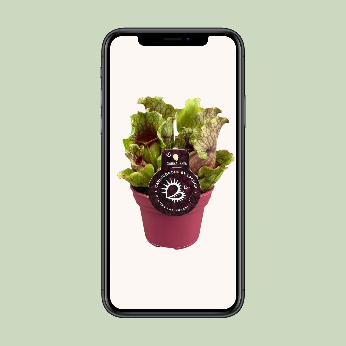 Sarracenia – Exotische Schlauchpflanze Ø12 cm, 20 cm hoch