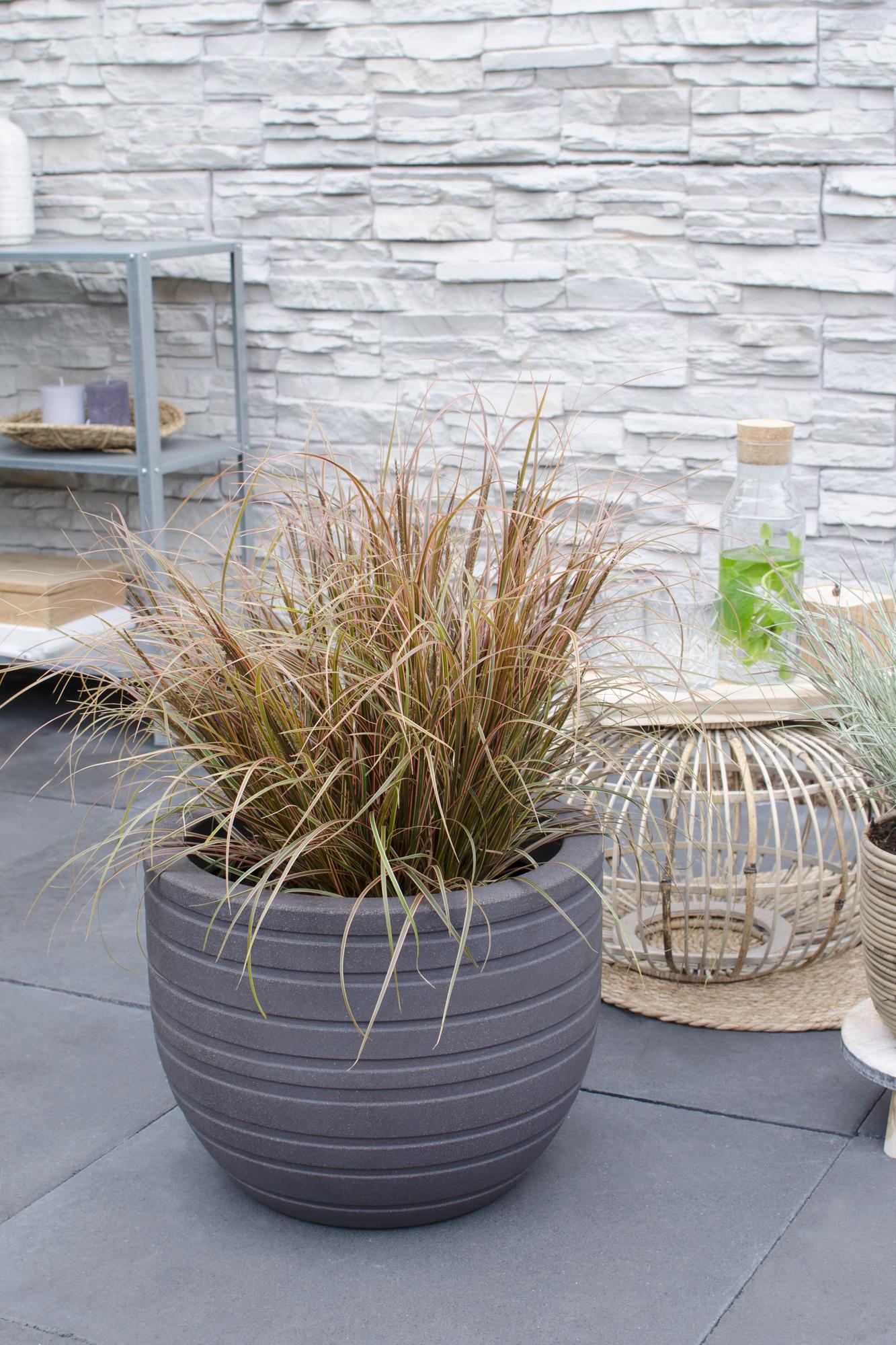 Uncinia rubra Everflame – Rotes Ziergras Ø19 cm