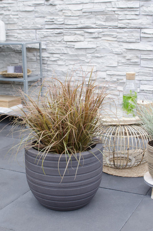 Uncinia rubra Everflame – Rotes Ziergras Ø19 cm