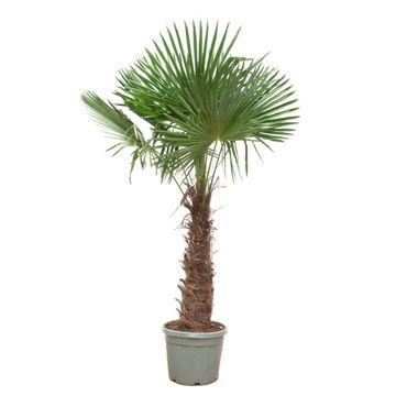 Trachycarpus Fortunei – Robuste Winterharte Fächerpalme