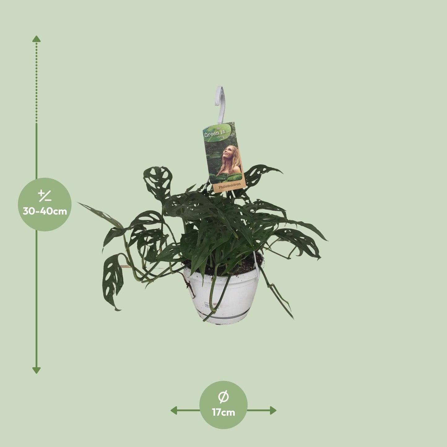 Monstera Obliqua – Tropische pflegeleichte Zimmerpflanze Ø17cm