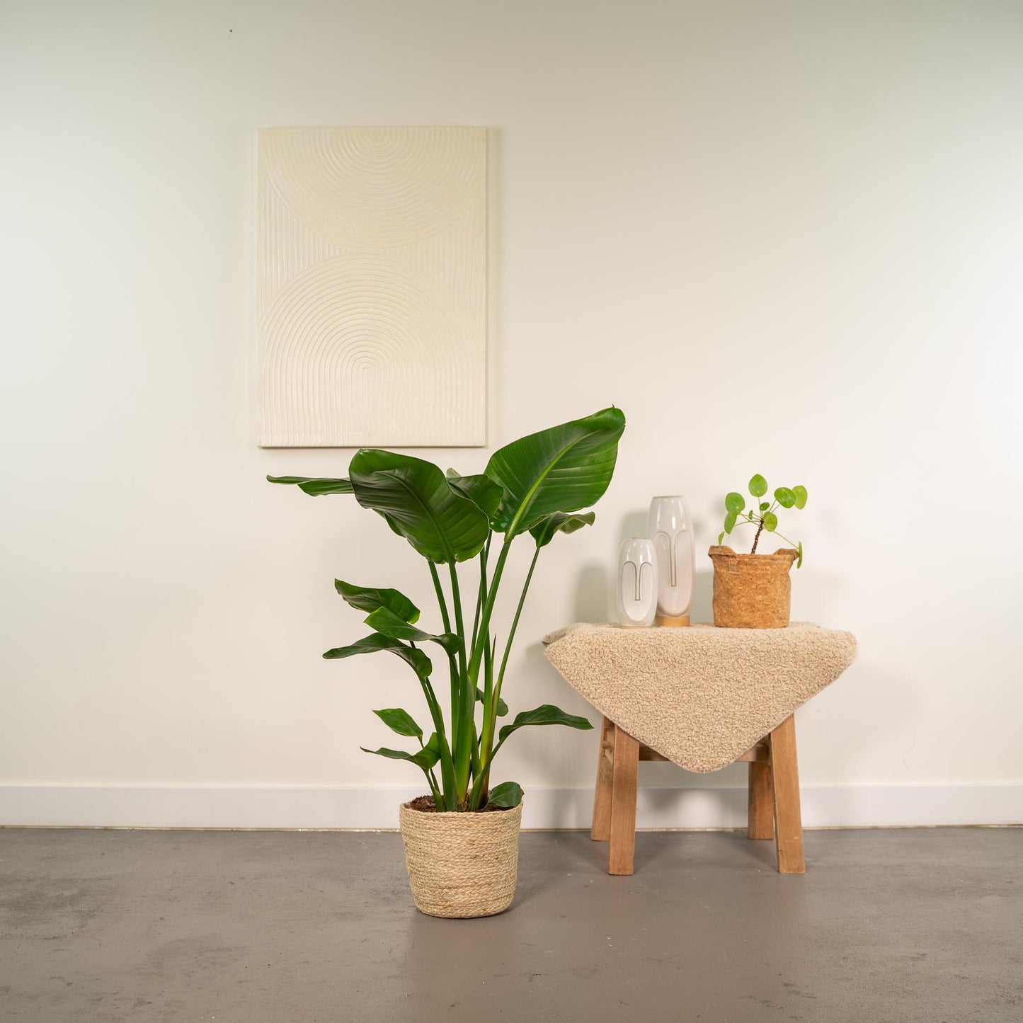 Strelitzia Nicolai Ø19cm – Baumstrelitzie im Korb Selin