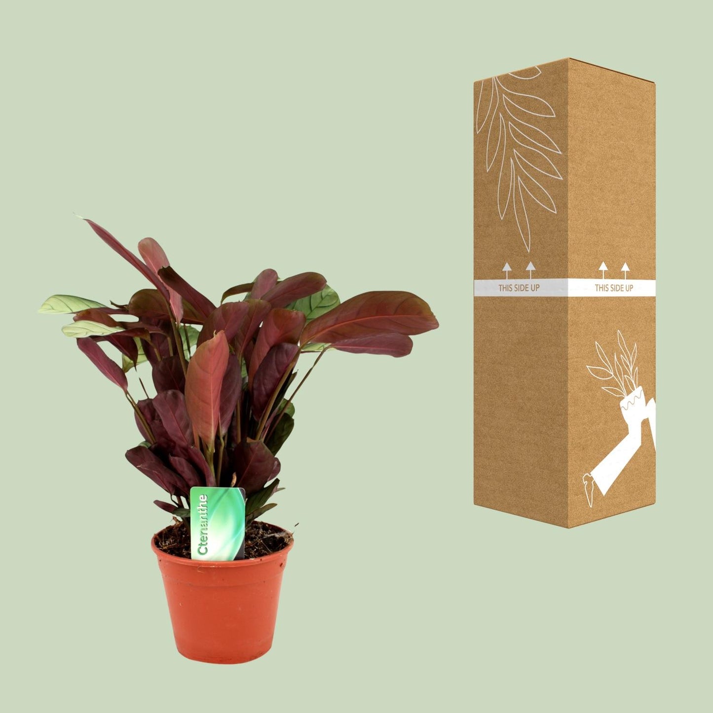 Ctenanthe Amagris – Pflegeleichte Zimmerpflanze Ø14cm