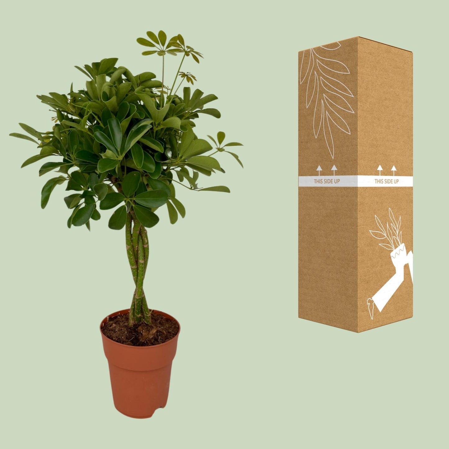 Schefflera Compacta – Pflegeleichter Schirmbaum Ø19cm, 80cm hoch
