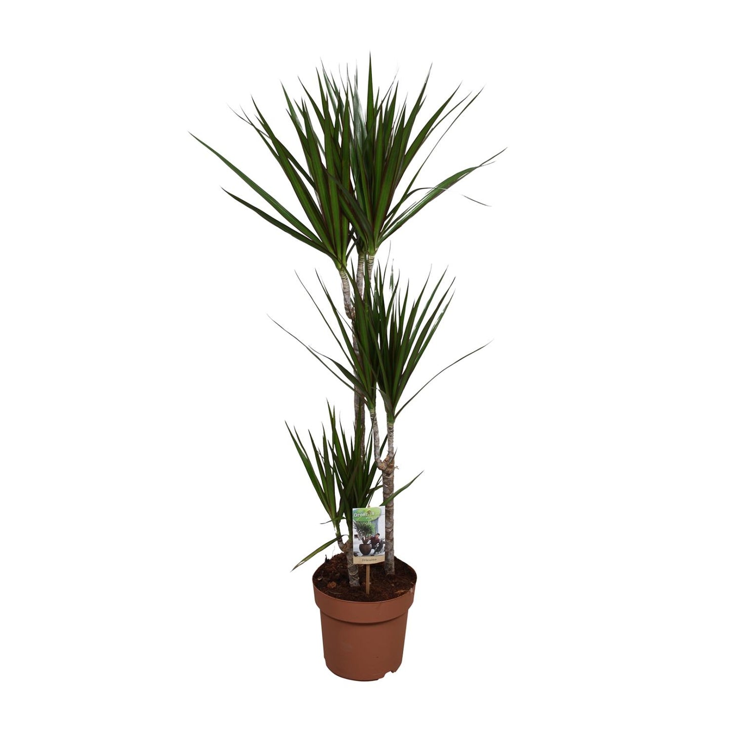 Dracaena Marginata – Pflegeleichte Zimmerpflanze Ø21cm
