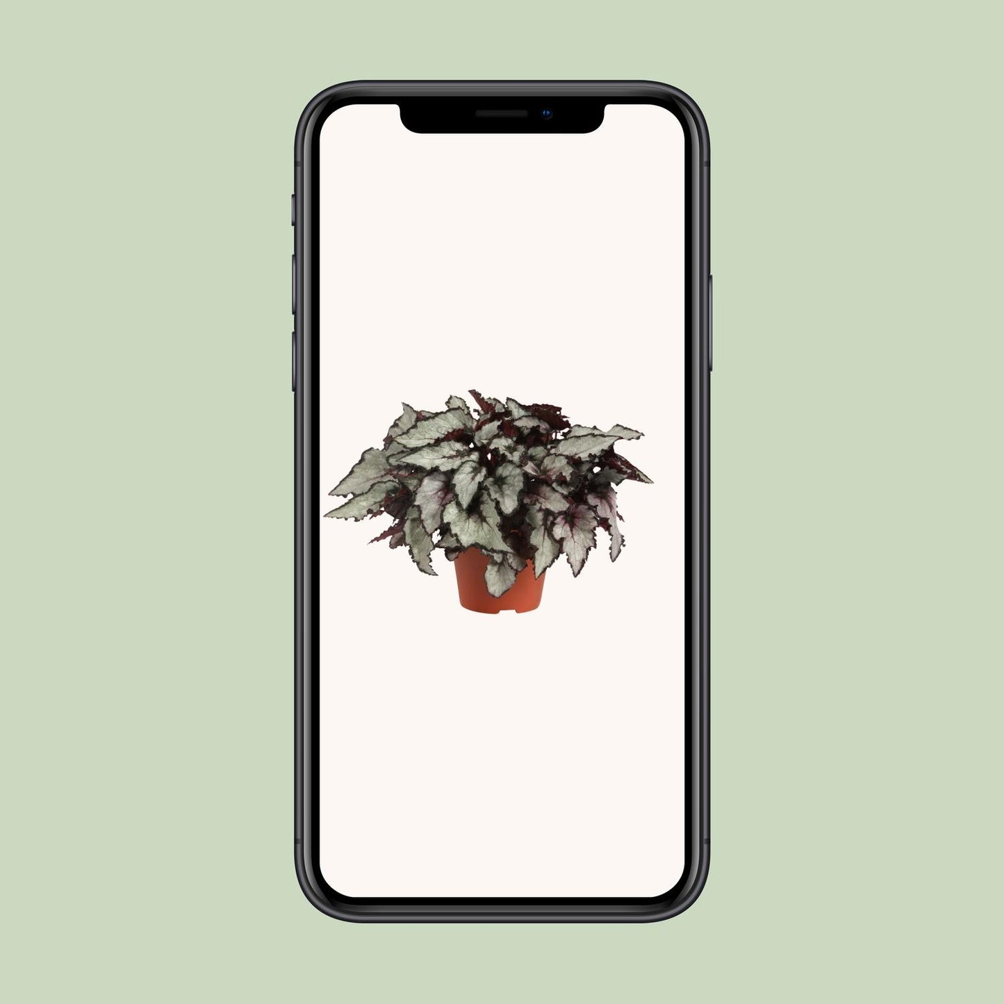 Begonia Rex Coco – Bunte, pflegeleichte Zimmerpflanze Ø12cm