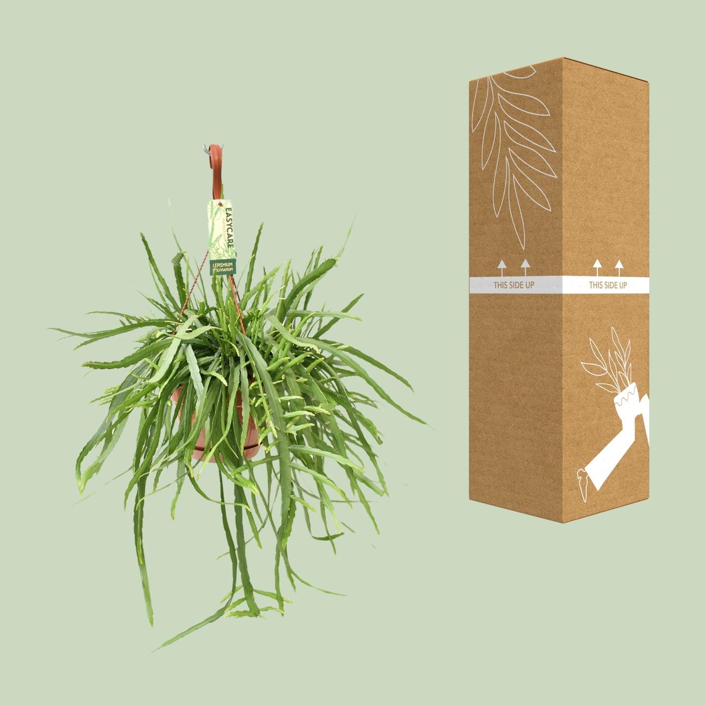 Lepismium Bolivianum – Pflegeleichter Hängekaktus Ø17 cm