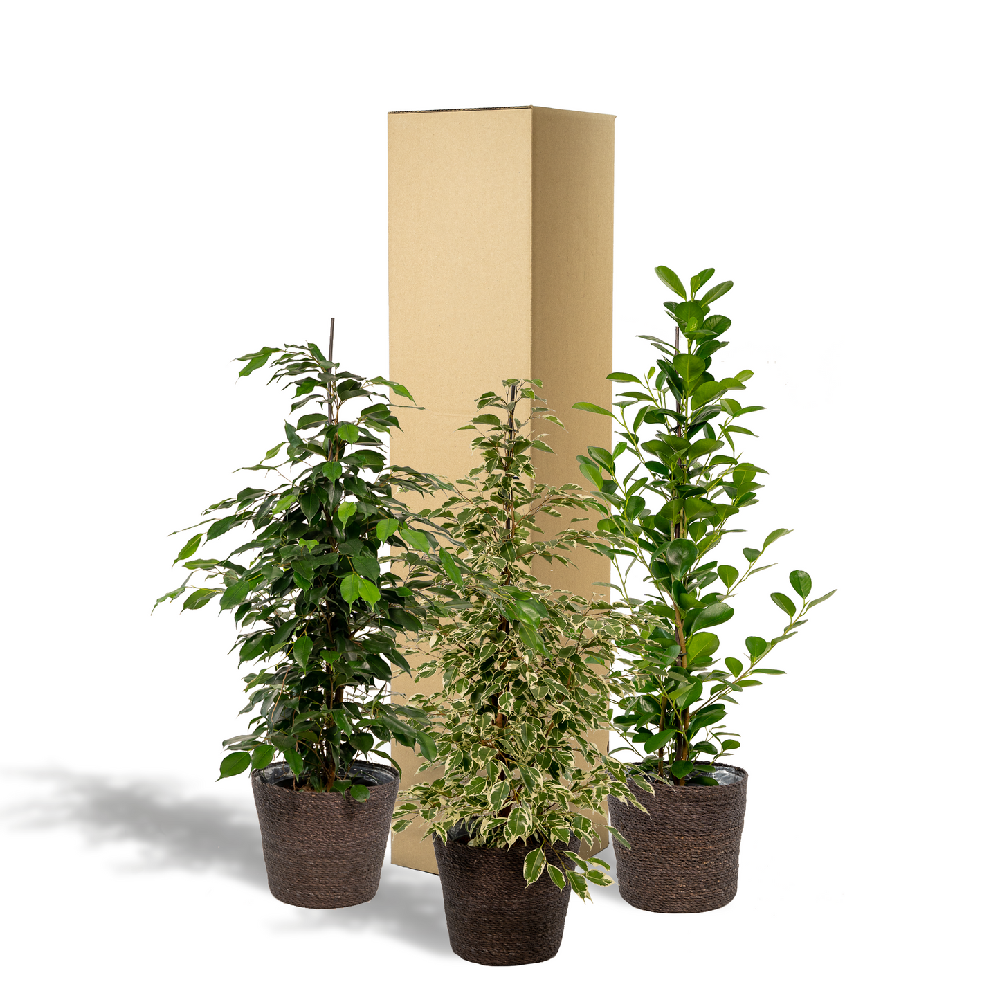 Ficus Trio im Korb Ø21cm – Pflegeleichte Zimmerpflanze