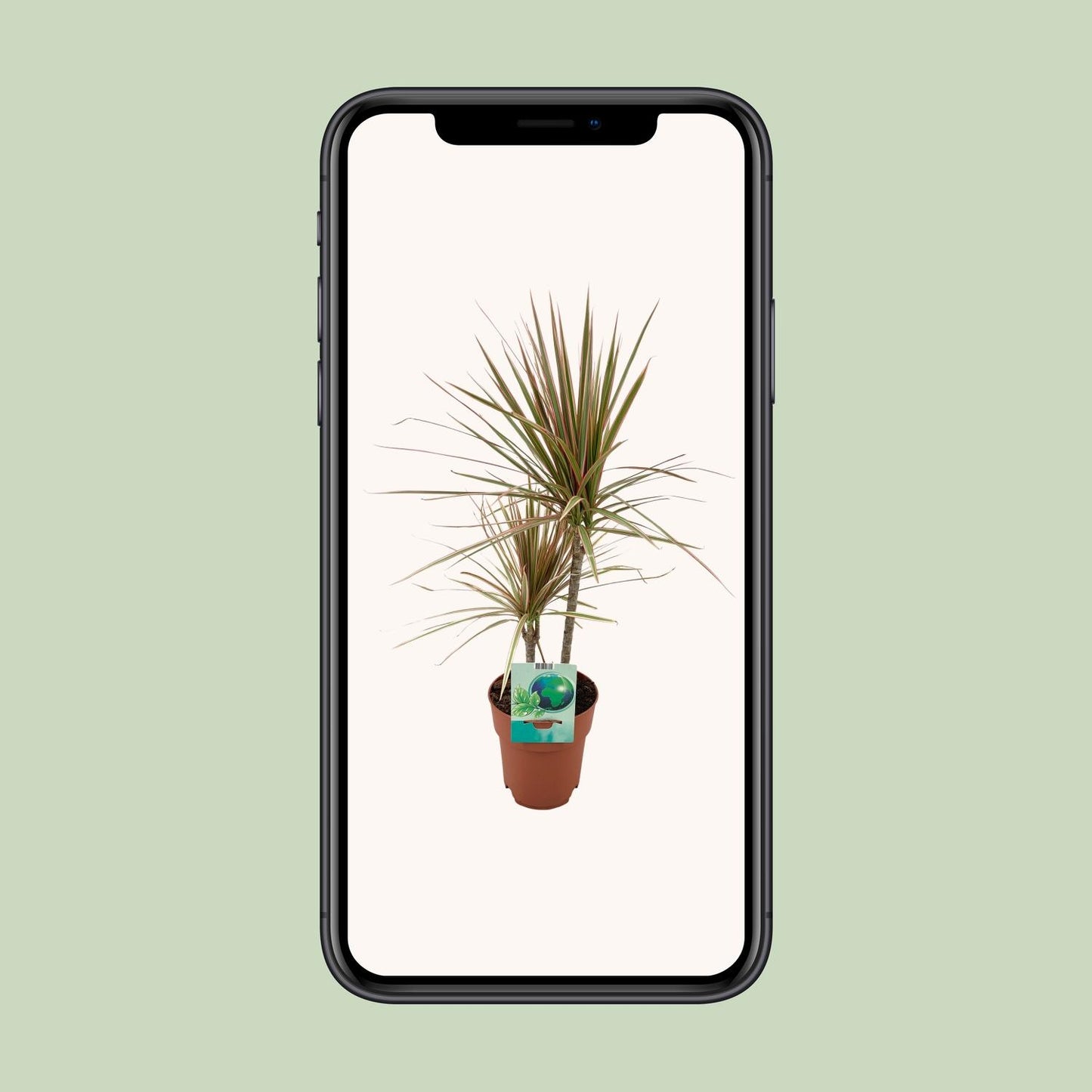 Dracaena Marginata Bicolor – Pflegeleichter Drachenbaum Ø19cm