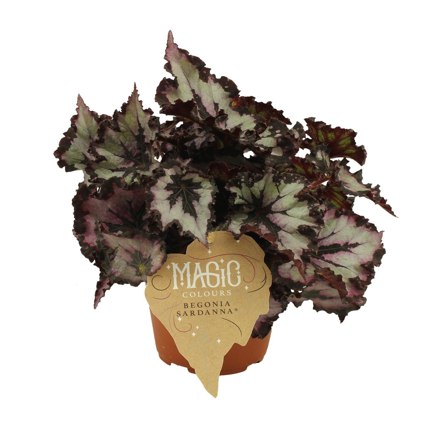 Begonia Rex Silver Limbo – Pflegeleichte Zimmerbegonie Ø12cm