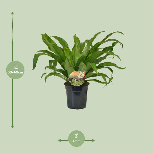 Asplenium Antiquum – Pflegeleichte Spleenwort-Pflanze Ø17cm