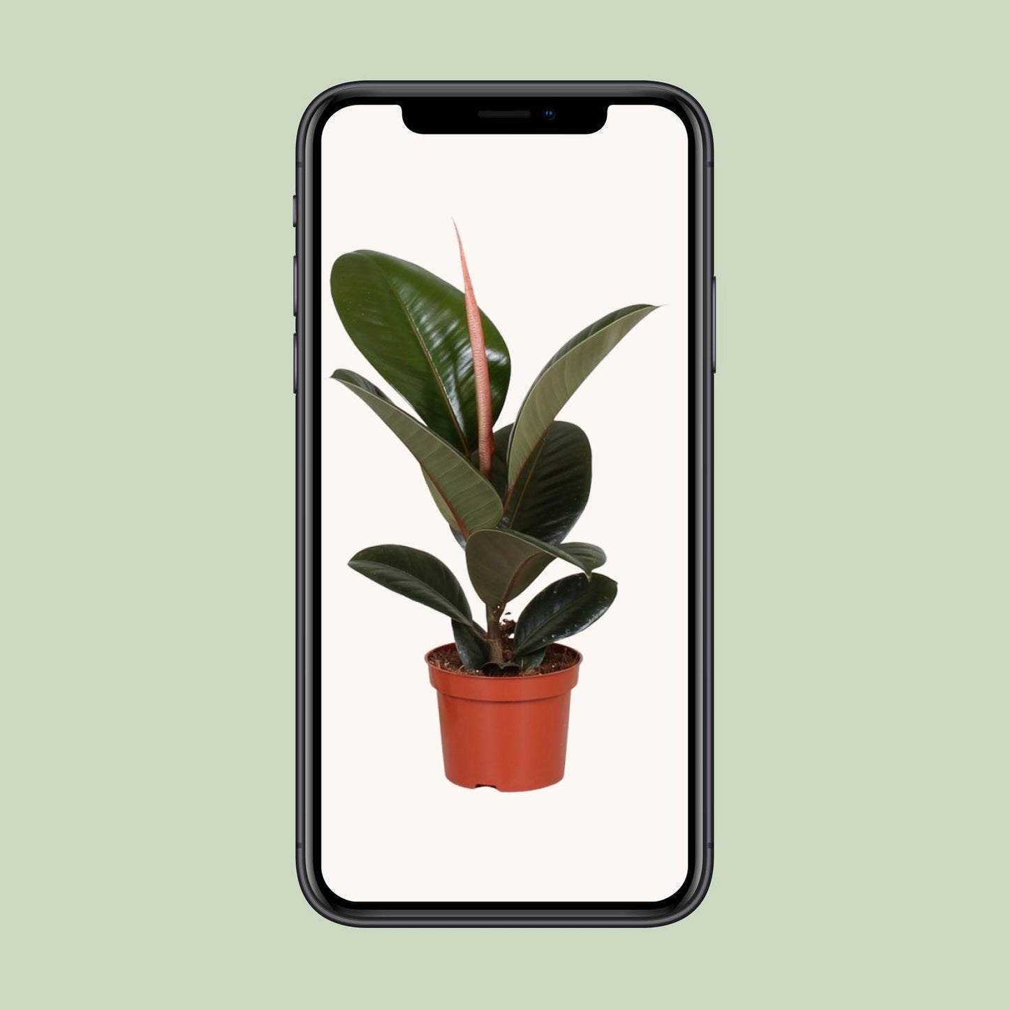 Ficus Elastica Robusta – Pflegeleichte Zimmerpflanze Ø12cm