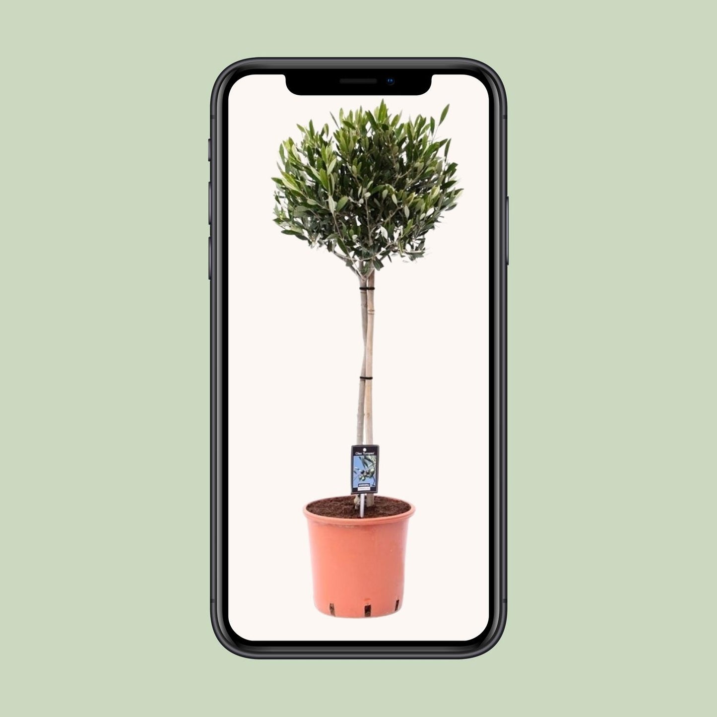 Olea Olijf – Mediterraner Olivenbaum Ø22cm, 90cm hoch