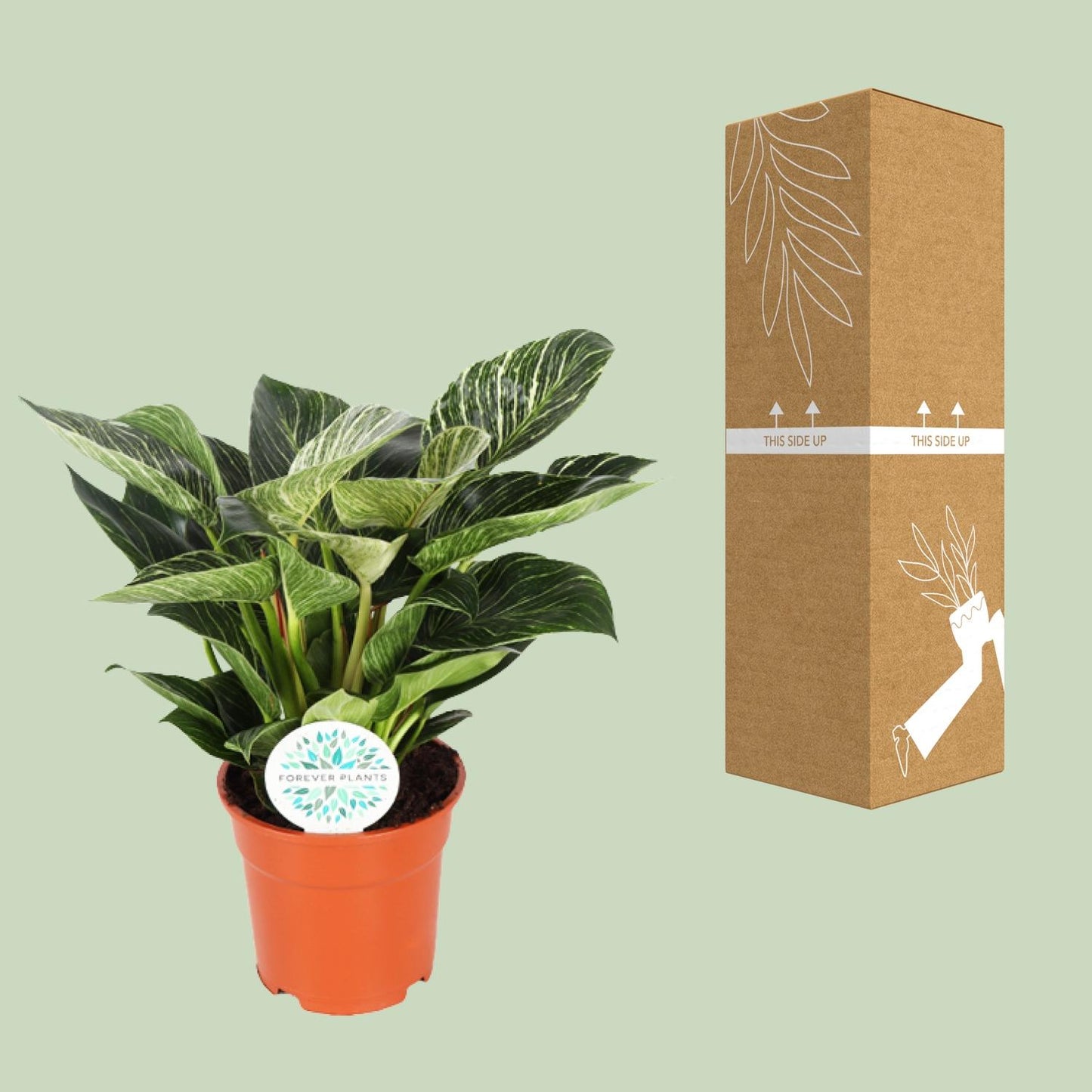 Philodendron Birkin – Pflegeleichte Zimmerpflanze Ø17cm