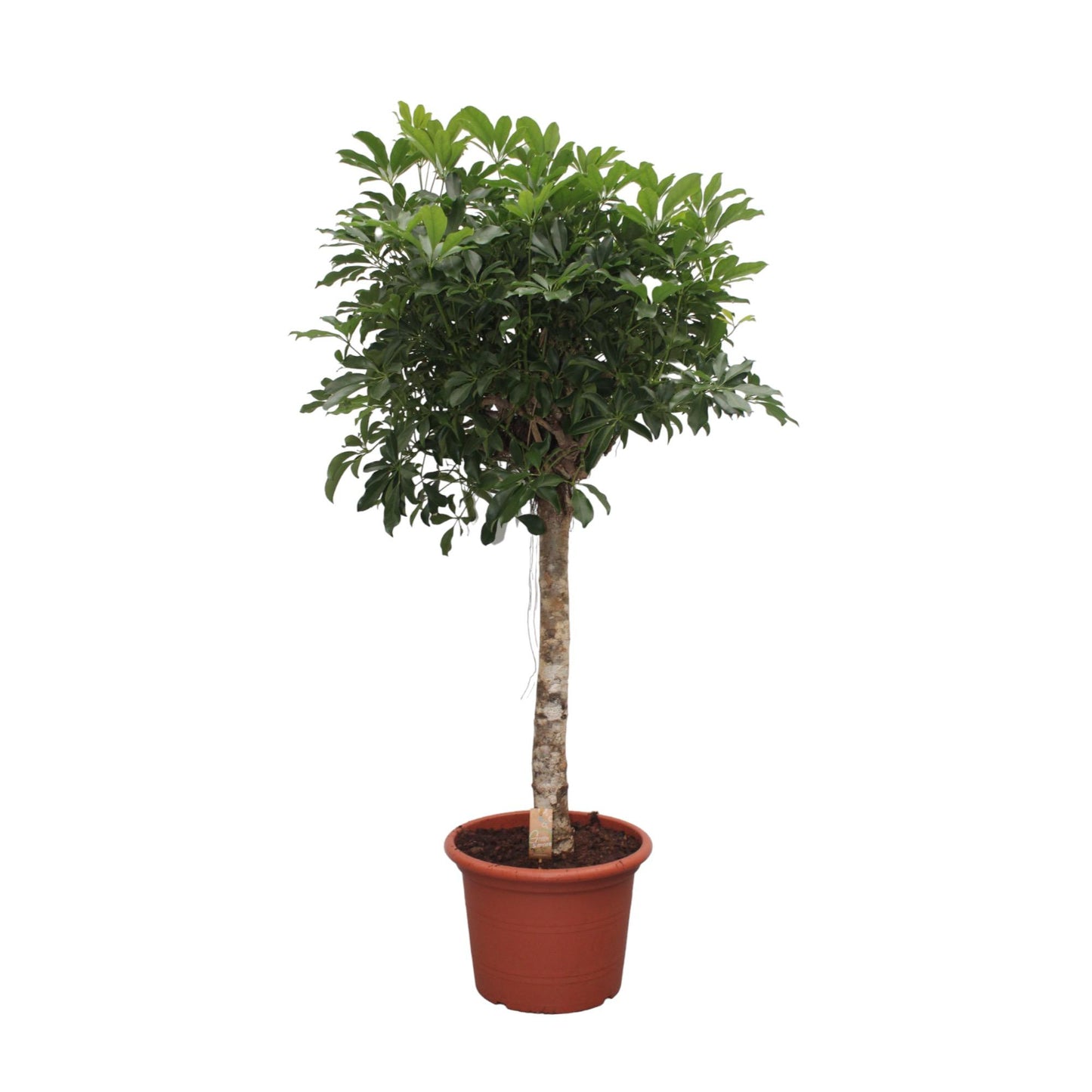 Schefflera Arboricola Compacta – 180 cm, Ø35 cm
