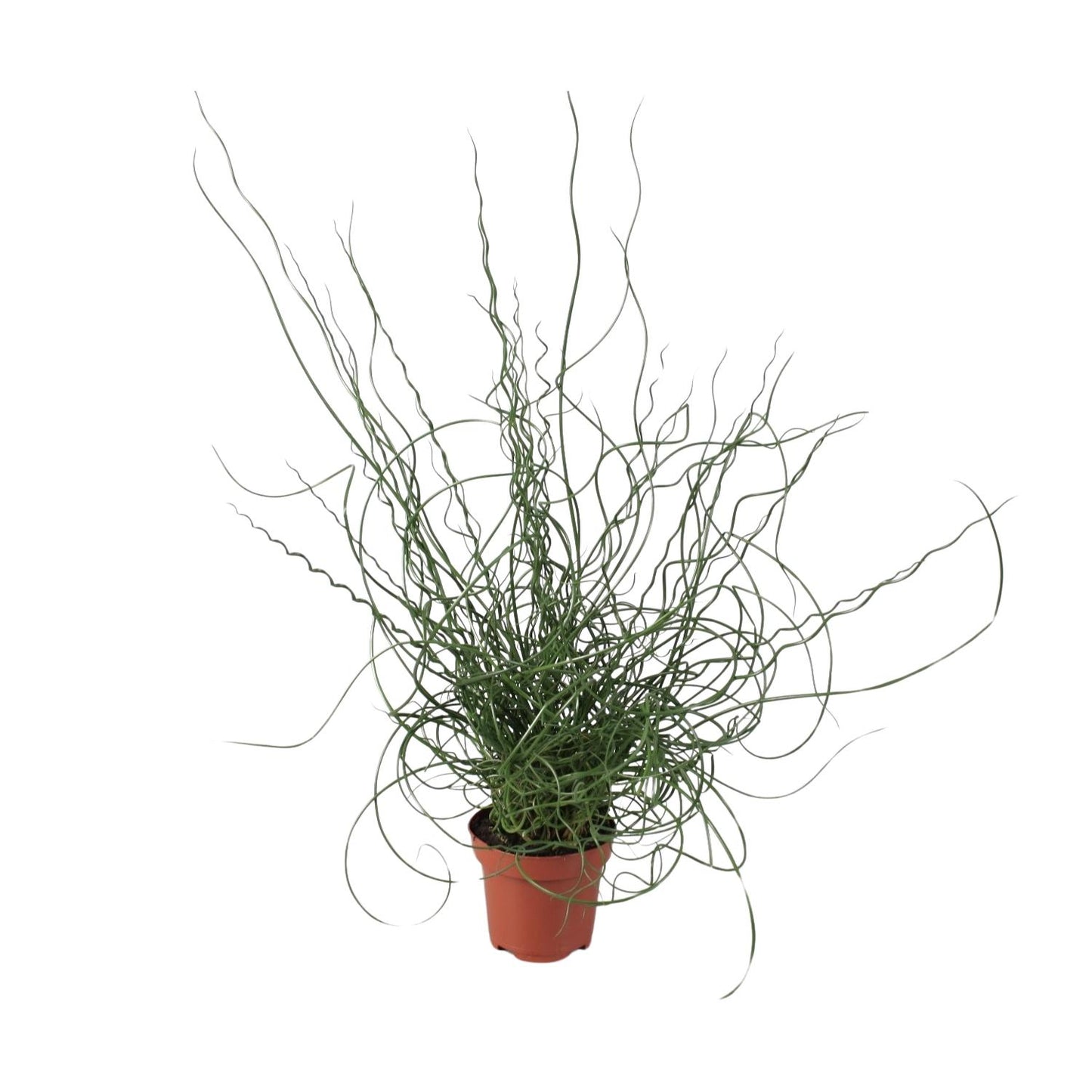Juncus Effusus Spiralis – Gemeine Binse, Ø12cm, 30cm hoch