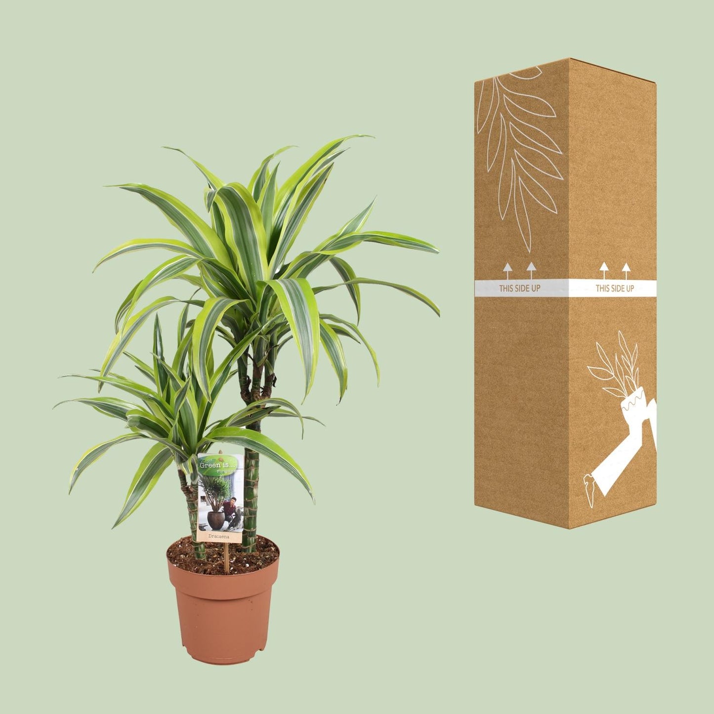 Dracaena Lemon Lime – Pflegeleichte Zimmerpflanze Ø17cm