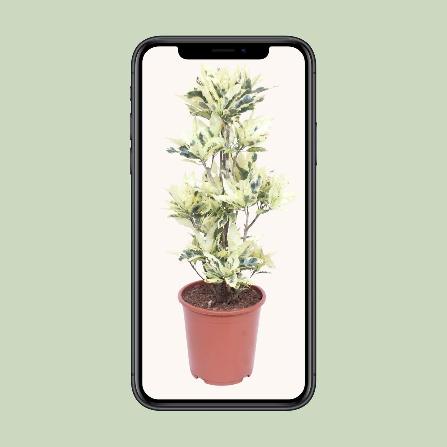 Codiaeum Variegatum Tamara – Bunte Croton Zimmerpflanze Ø27cm