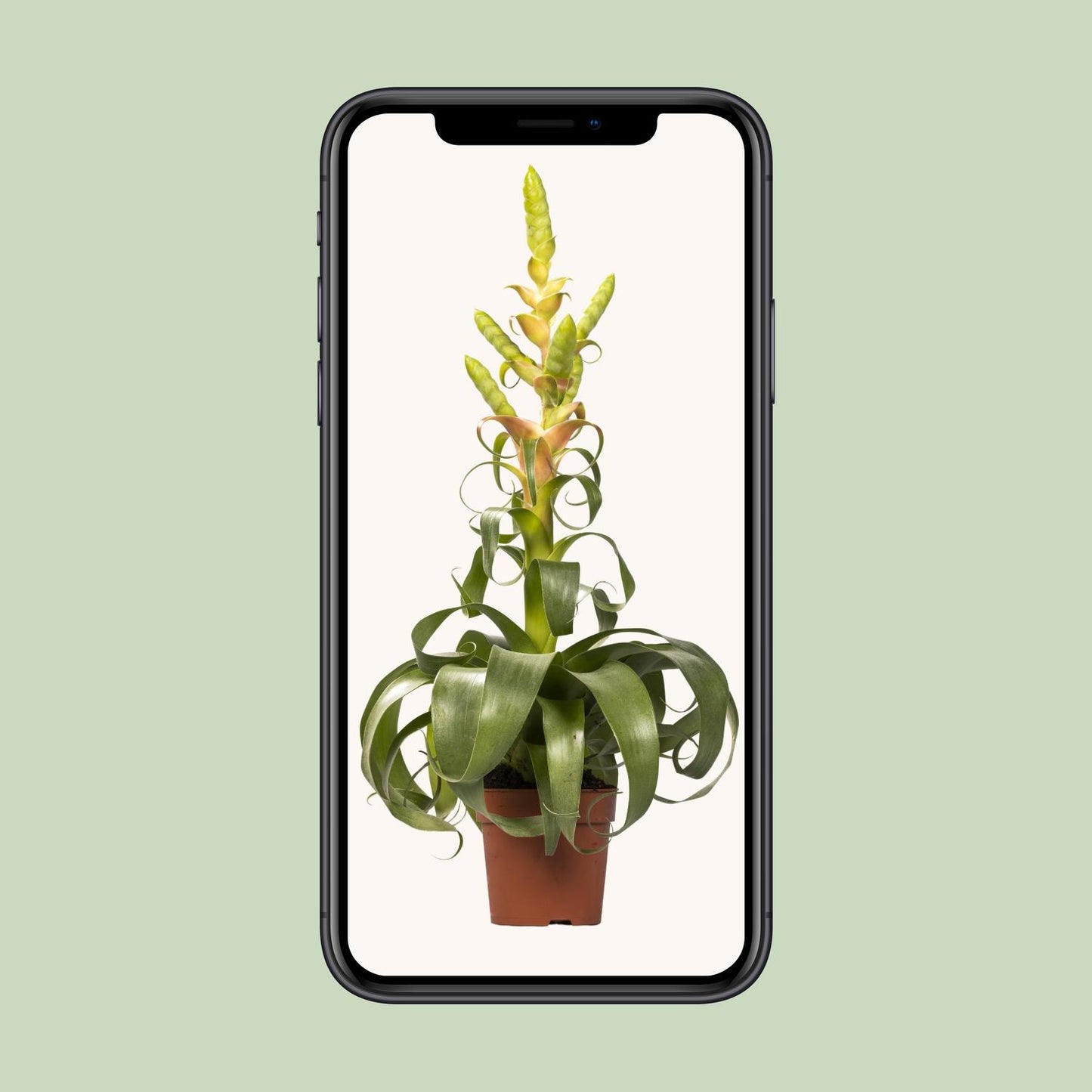 Tillandsia Samantha – Pflegeleichte Luftpflanze Ø12cm, 55cm hoch