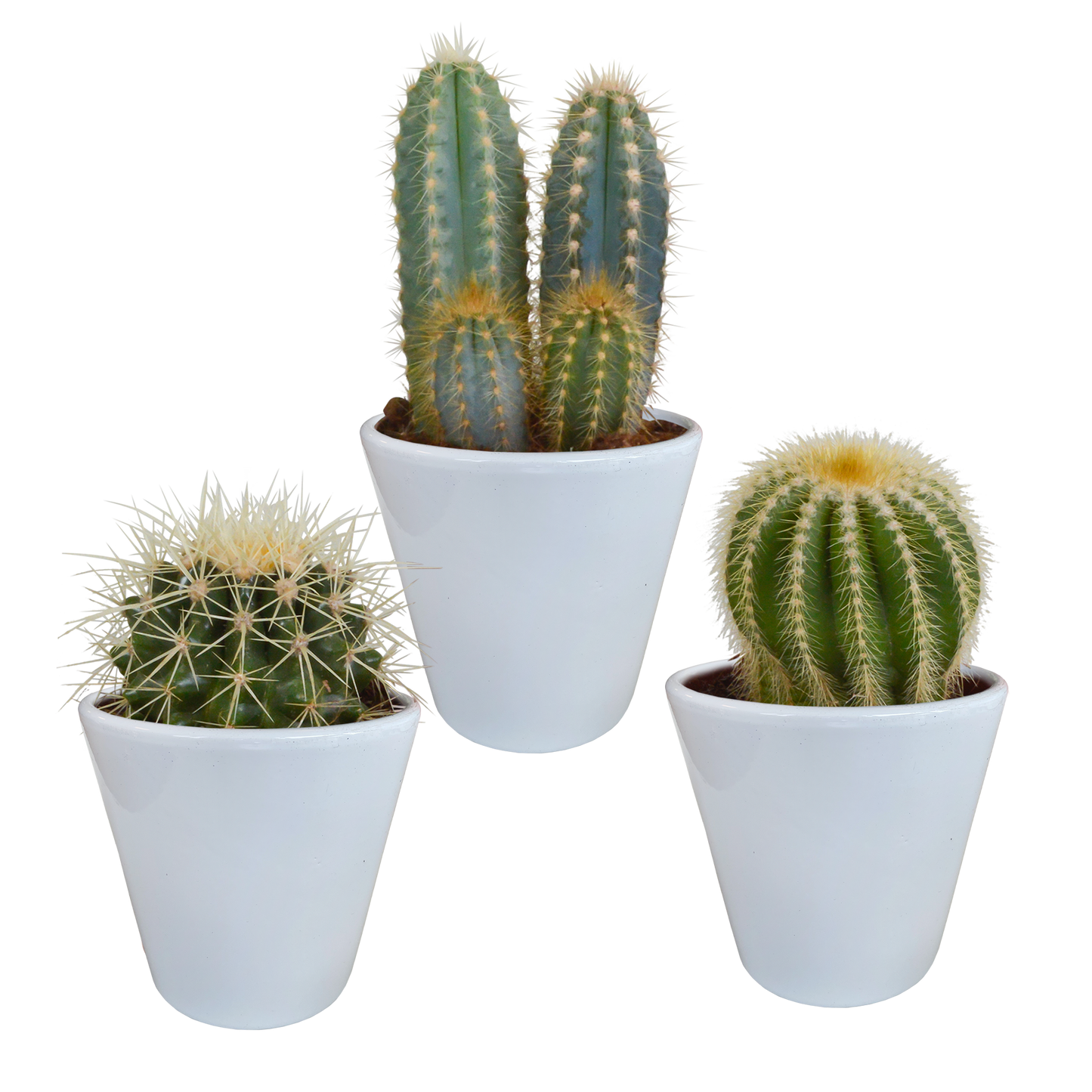 Kakteenmischung 3er Set im weißen Topf 8,5 cm