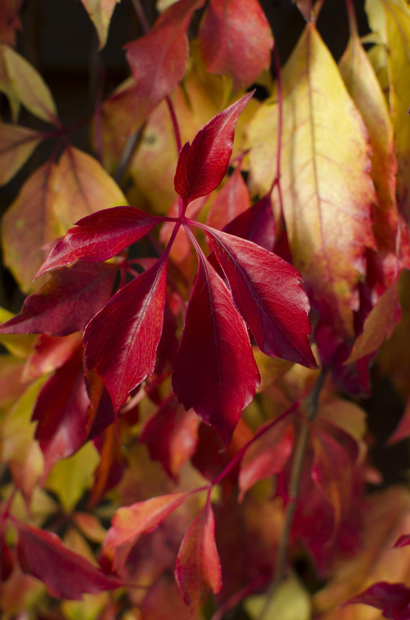 Parthenocissus henryana – Farbintensives Kletterwunder Ø15cm