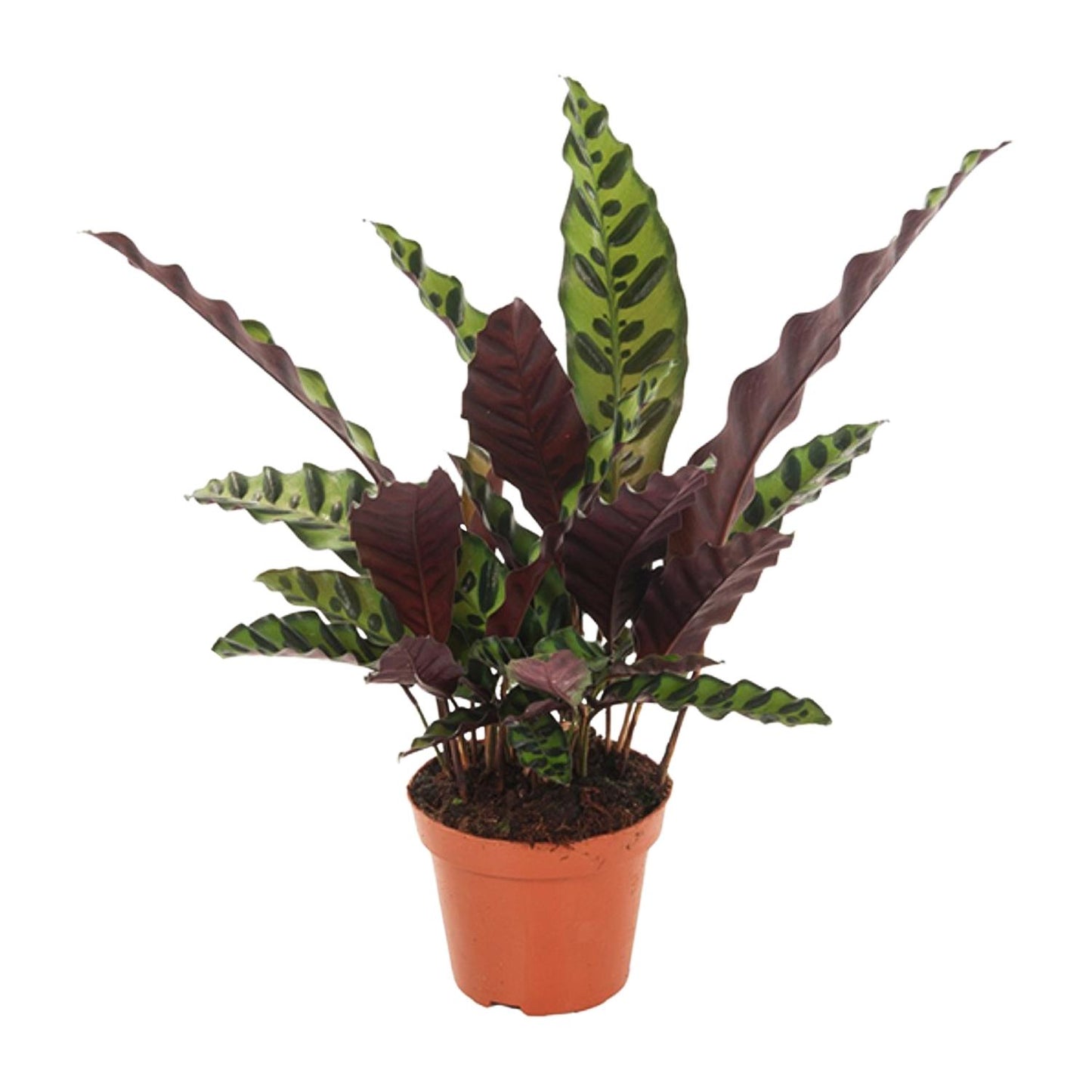 Calathea Insignis – Pflegeleichte Tropische Zimmerpflanze Ø12cm