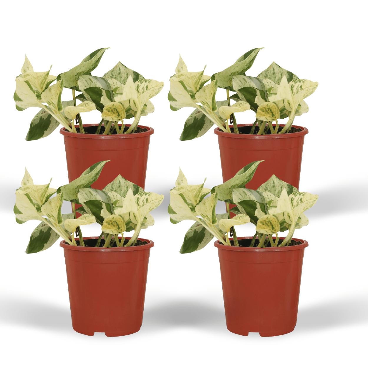 4x Epipremnum Happy Leaf – pflegeleichte Zimmerpflanze 15cm