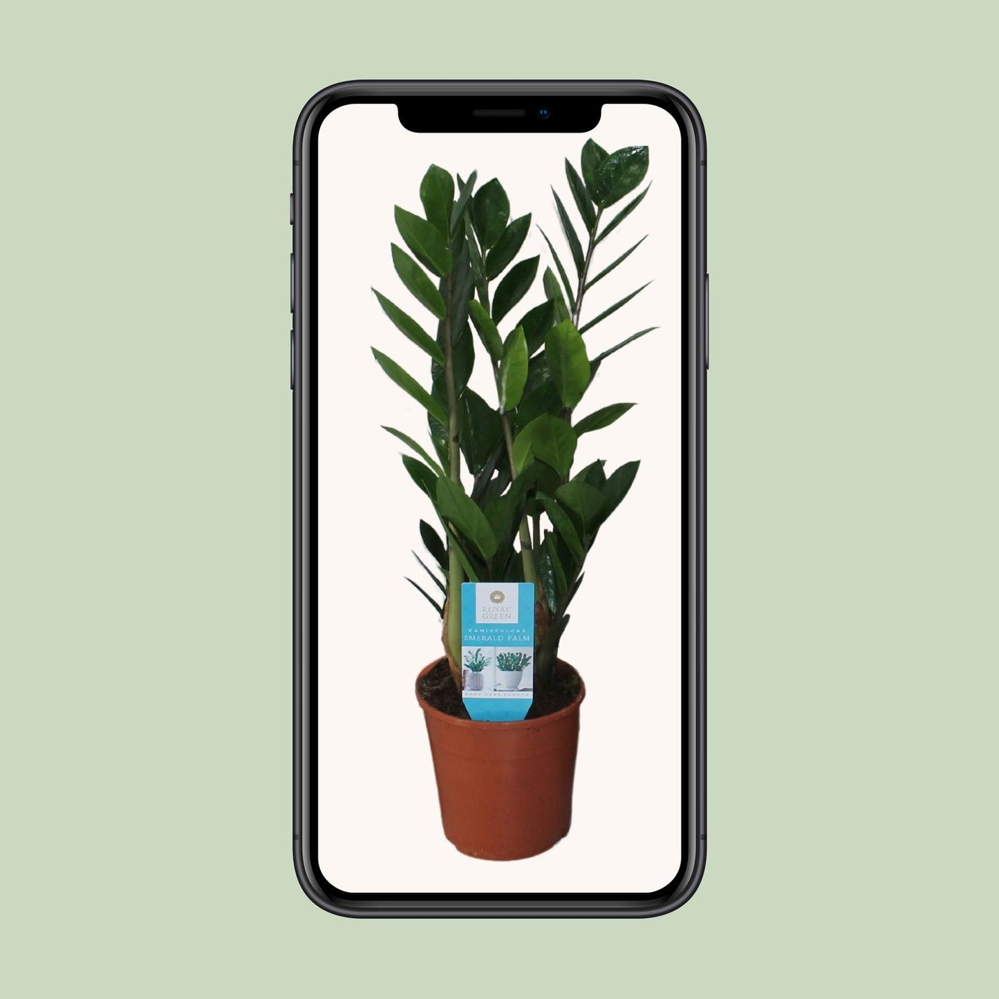 Zamioculcas Zamiifolia – Pflegeleichte ZZ-Pflanze Ø14cm, 55cm hoch