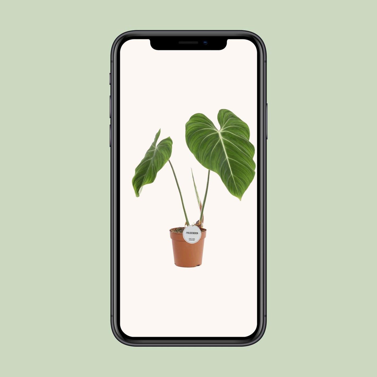Philodendron Gloriosum Ø15cm – Pflegeleichte Zimmerpflanze