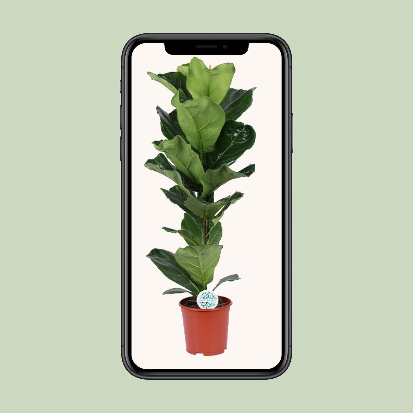 Ficus Lyrata – Geigenfeige Ø21cm, ca. 90cm hoch